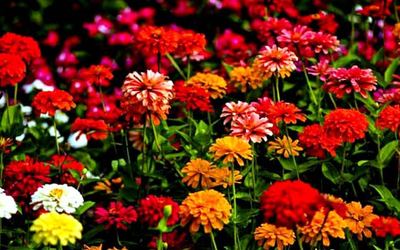 Flower Show Festival